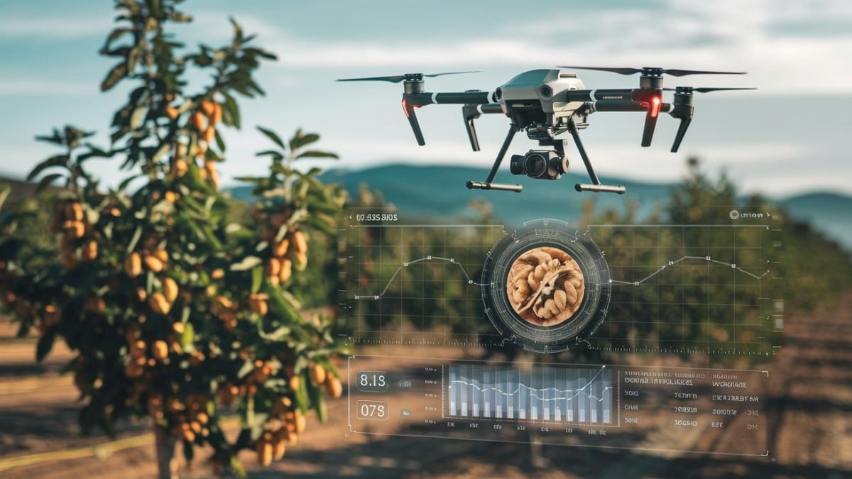 Drone agriculture noix IA